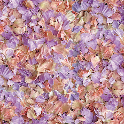 Hand Picked: First Light by Nicholas Lapp for Maywood Studio