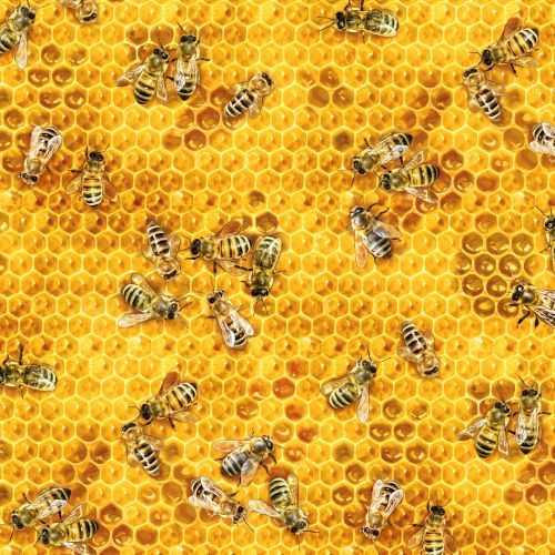 Wildlife, Birds & Insects