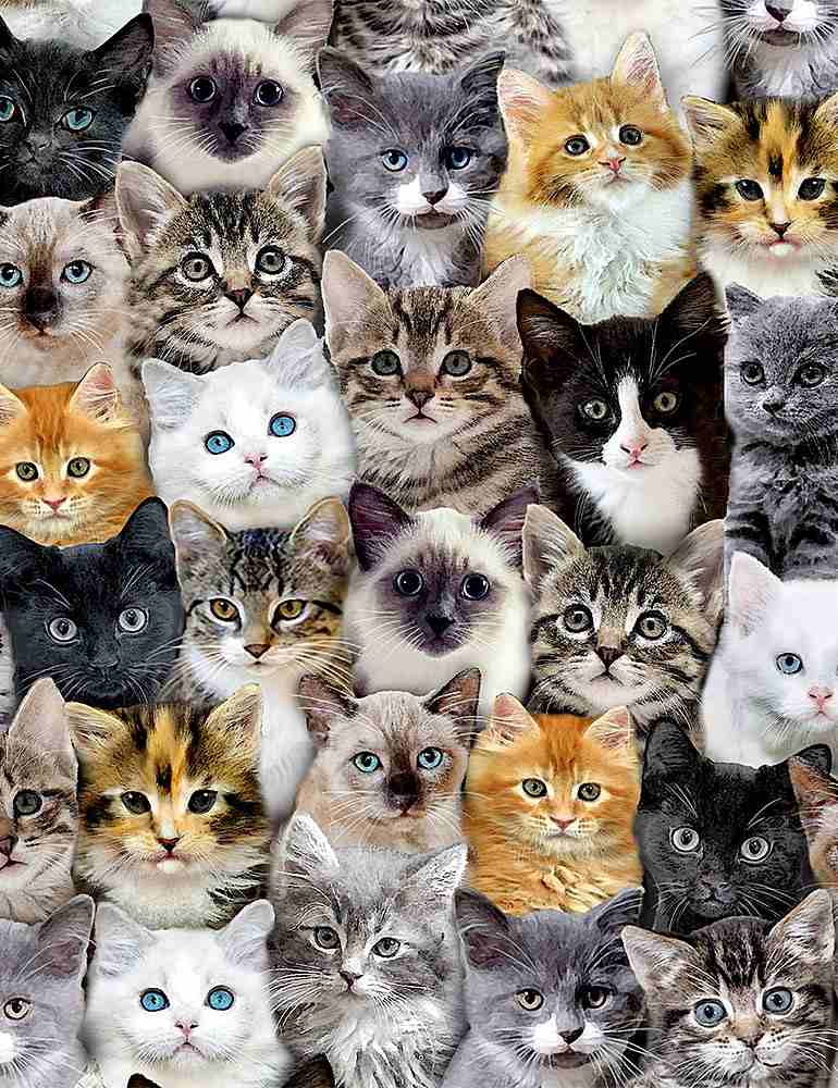 Cats & Dogs