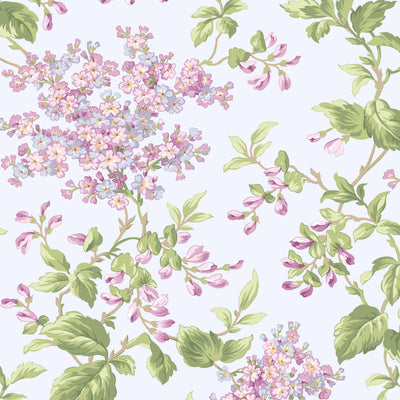 Sugar Lilac