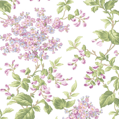 Sugar Lilac