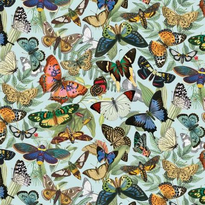 Wildlife, Birds & Insects
