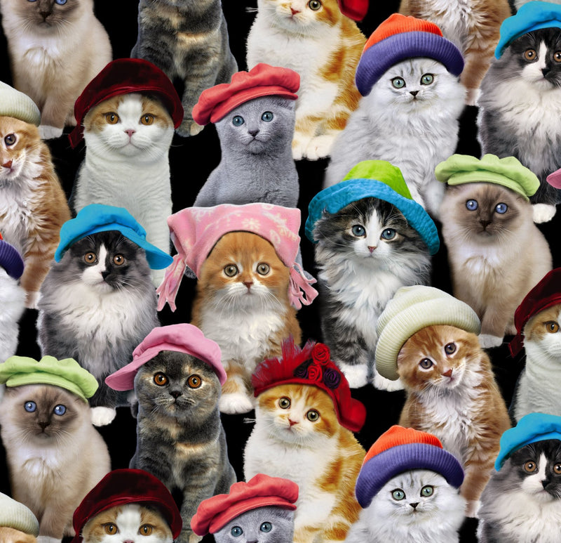 Cats & Dogs