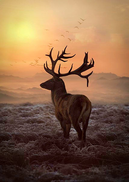 Wildlife, Birds & Insects
